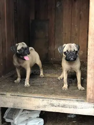 1-3 months Male Purebred Pug