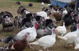 Turkeys Hybrid