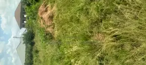3 Plots of Land Fenced Together in Kasoa Fijai for Sale