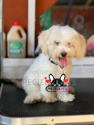 1-3 months Male Purebred Poodle