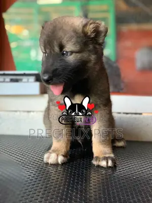 1-3 months Male Purebred Caucasian Shepherd