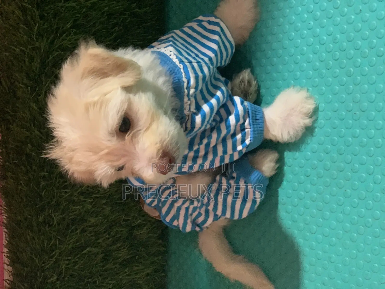1-3 months Male Purebred Maltipoo
