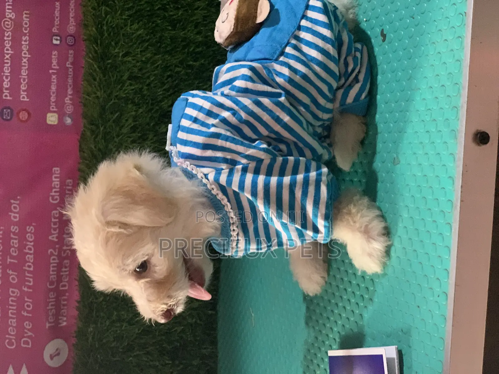 1-3 months Male Purebred Maltipoo