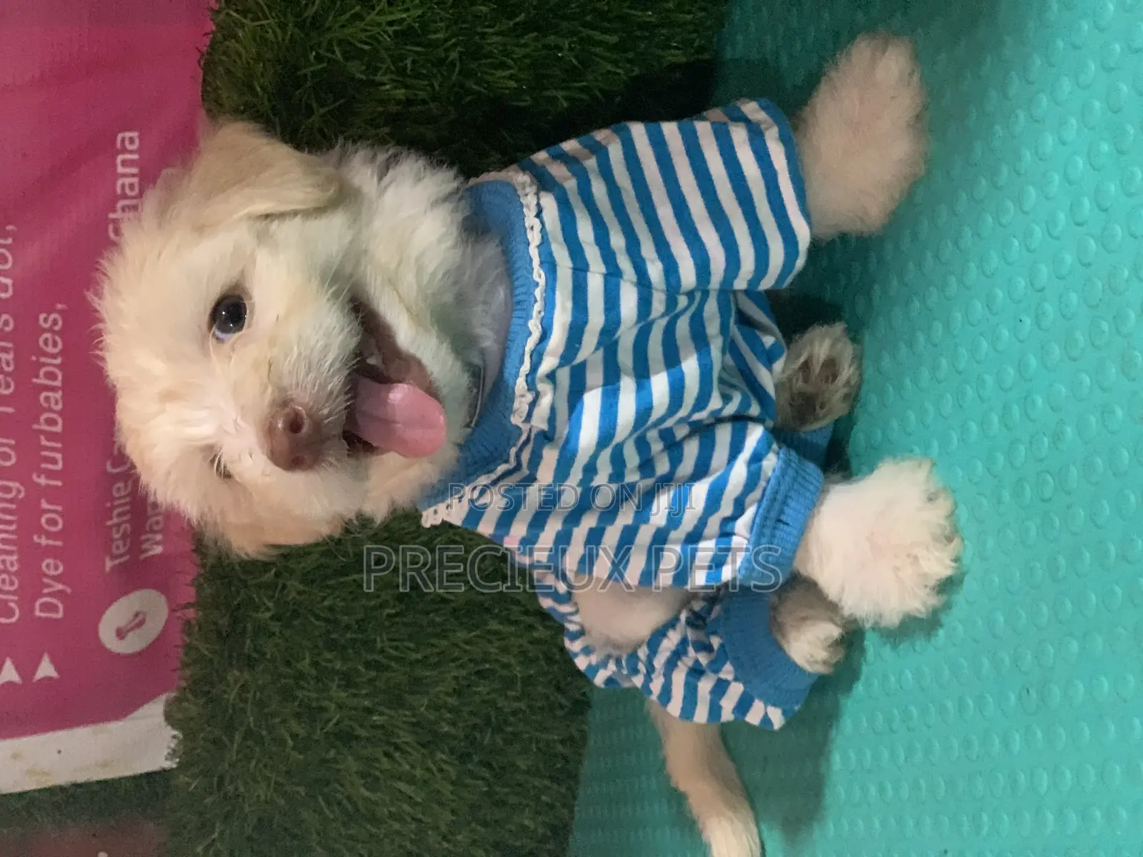 1-3 months Male Purebred Maltipoo