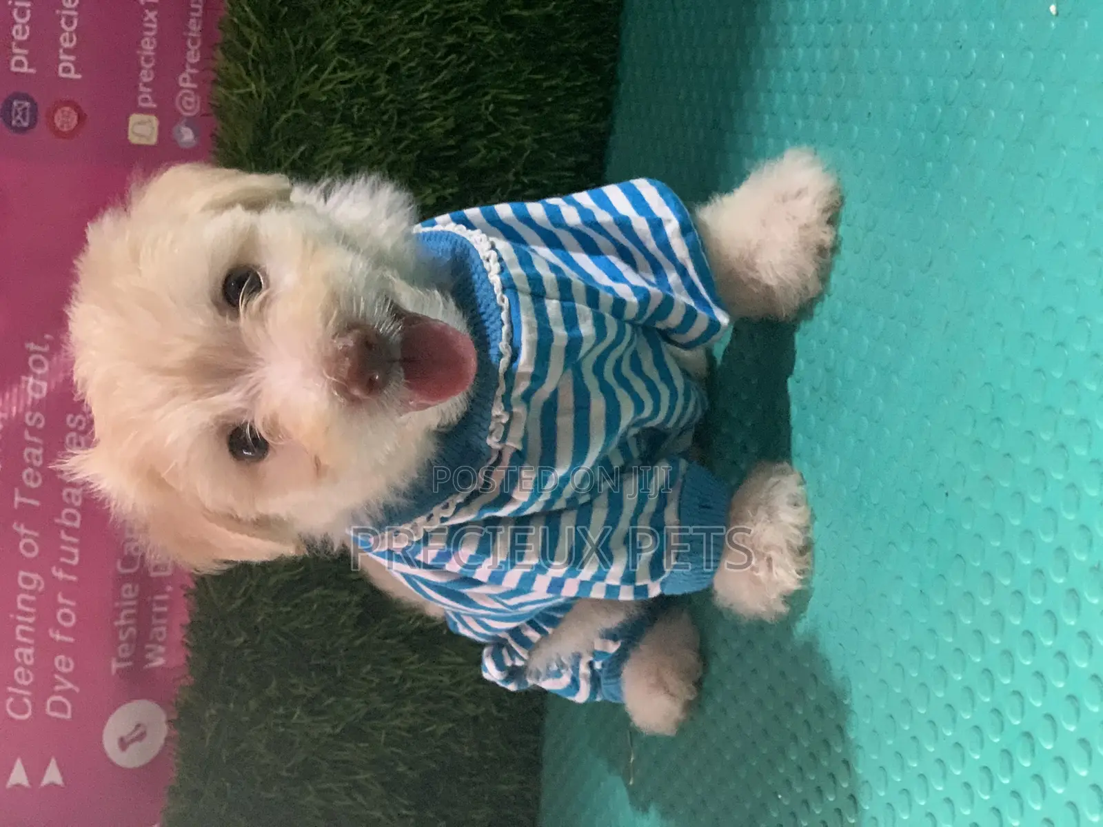 1-3 months Male Purebred Maltipoo