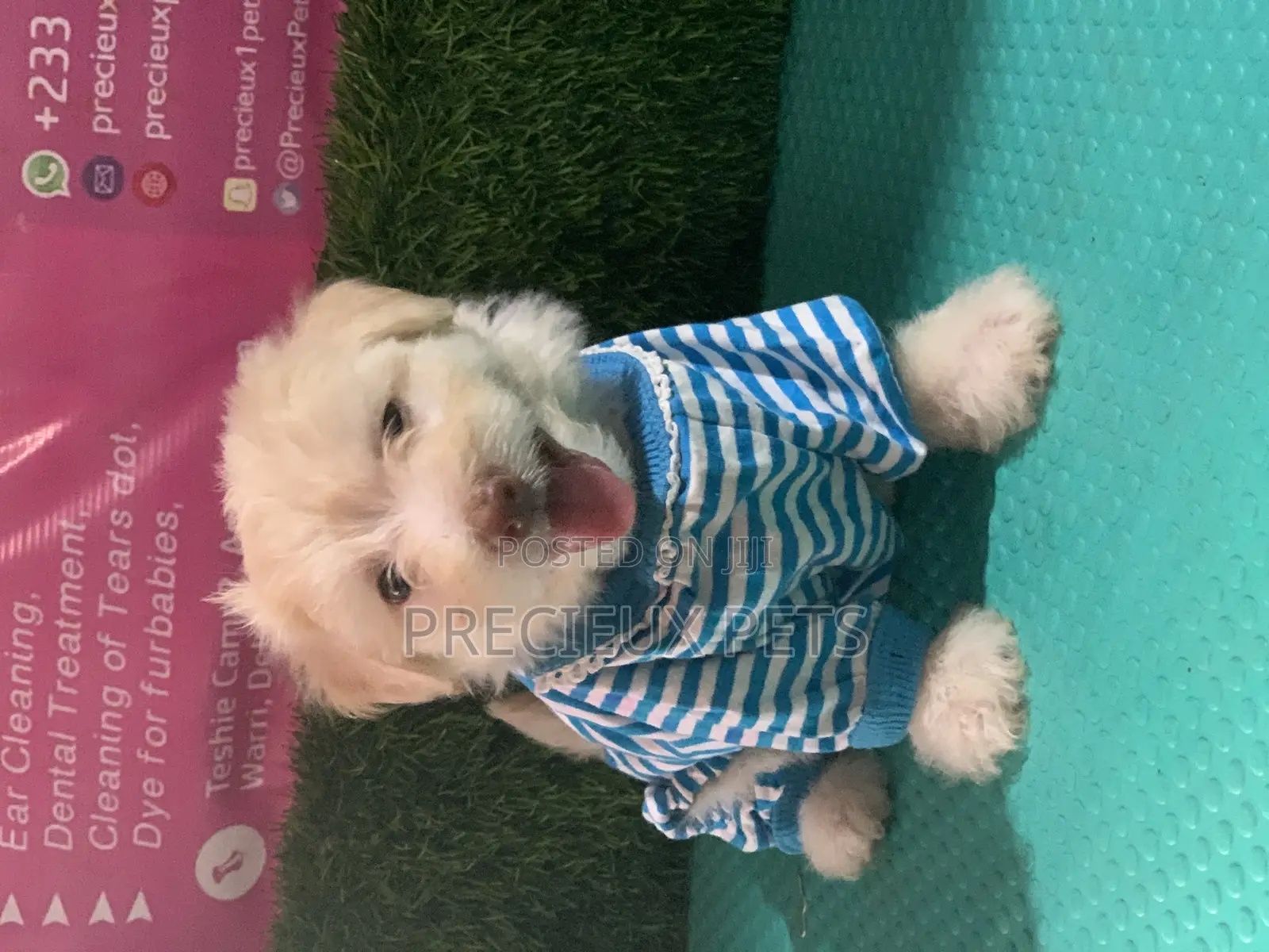 1-3 months Male Purebred Maltipoo