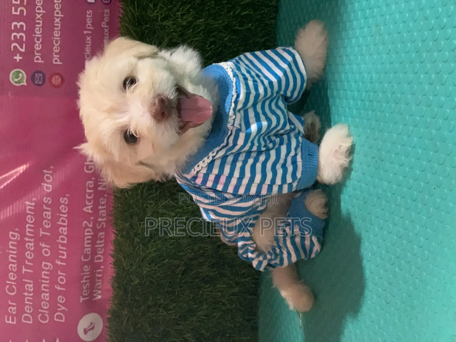 1-3 months Male Purebred Maltipoo