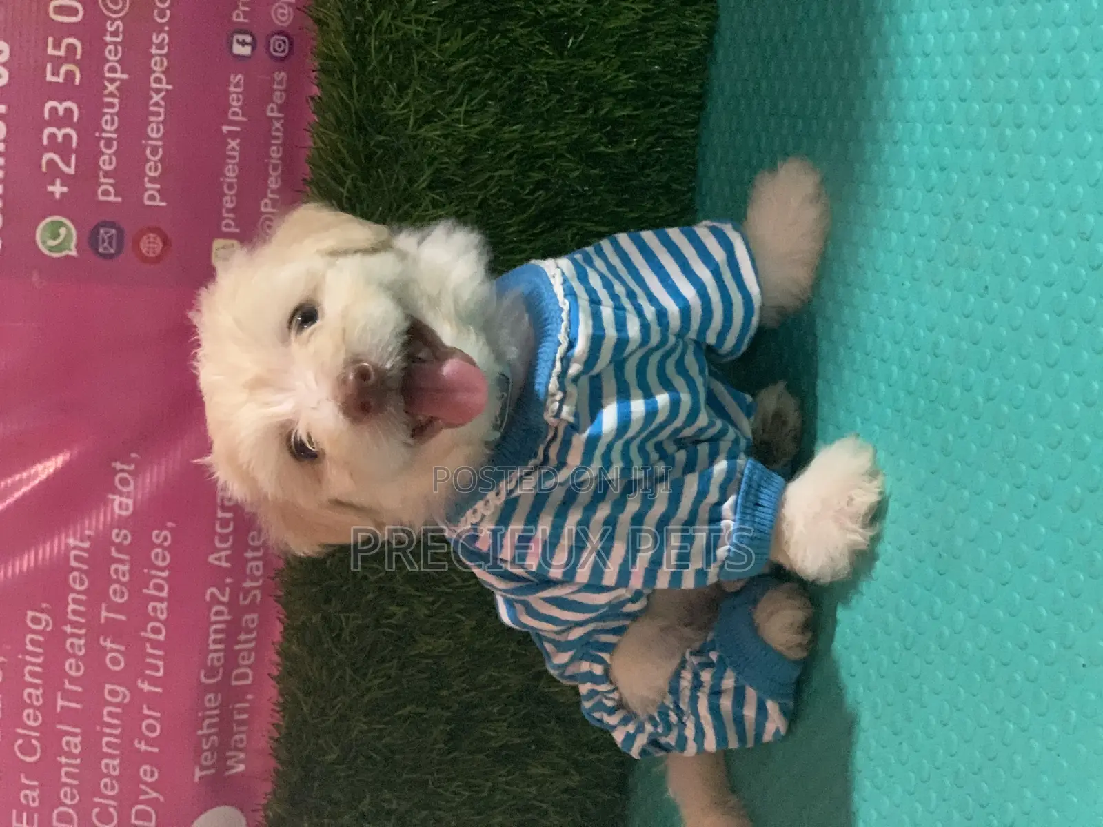 1-3 months Male Purebred Maltipoo