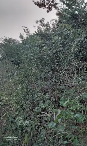 7 Acres of Land at Ada
