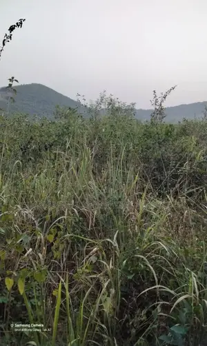12 Acres of Land at Ayi Mensah