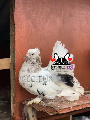 Indian Fantail Fancy Pigeons