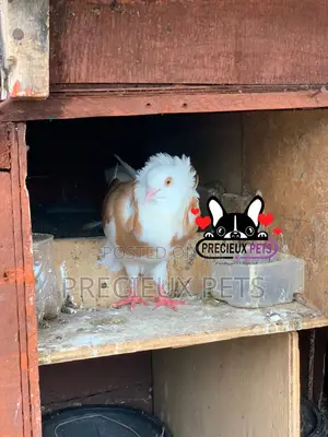 1 Pair of Brown/Gold Color Jacobin Fancy Pigeons