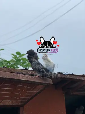 1 Pair of Mixed Colored Jacobin Pigeons