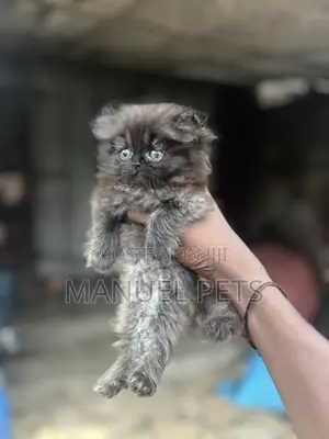 1-3 months Female Purebred Persian