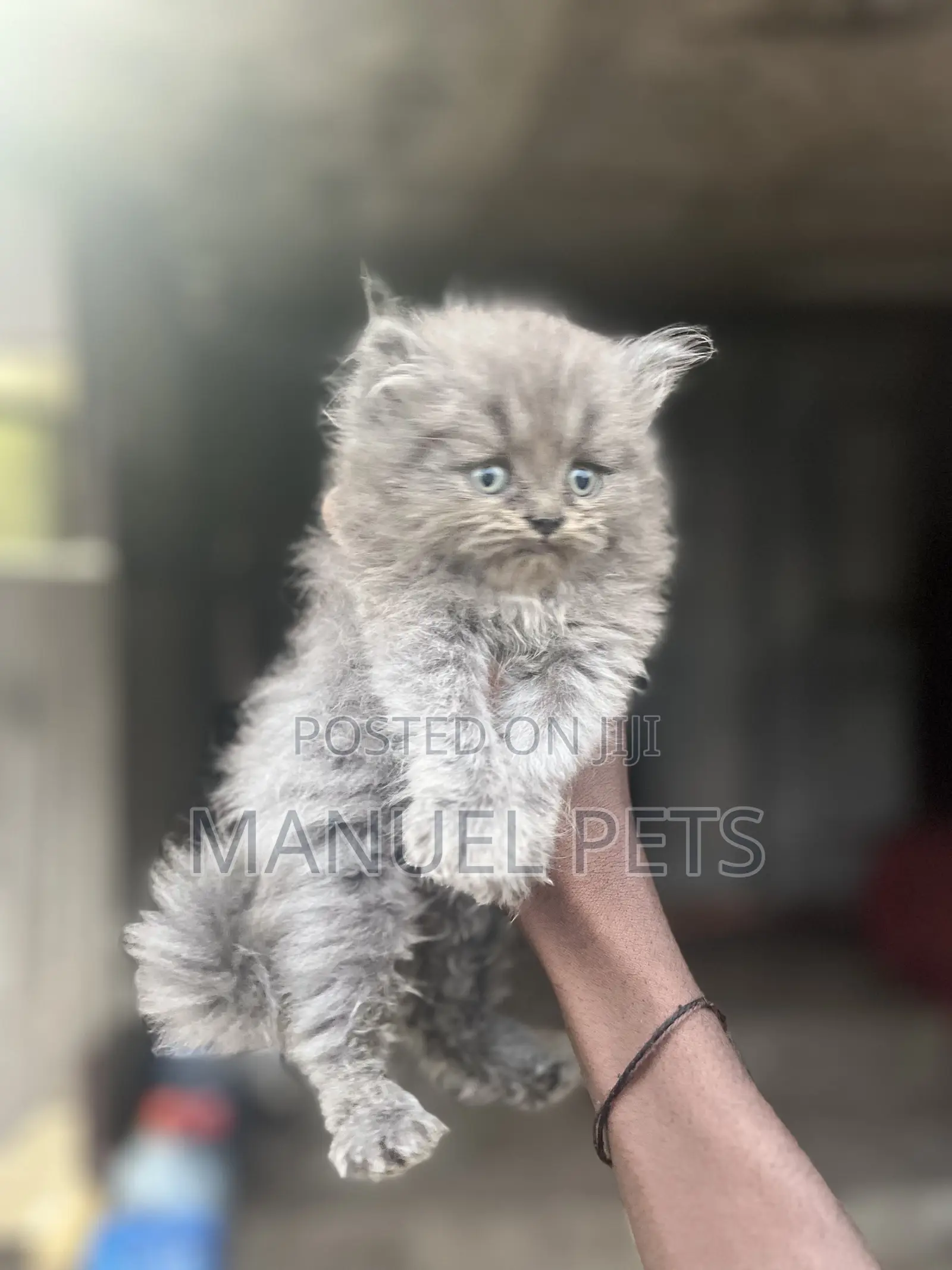 1-3 months Male Purebred Persian