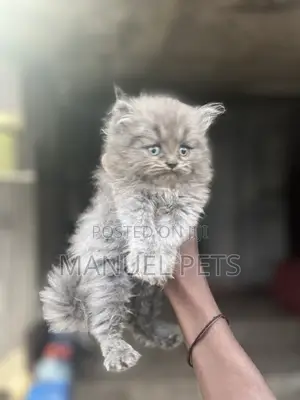 1-3 months Male Purebred Persian