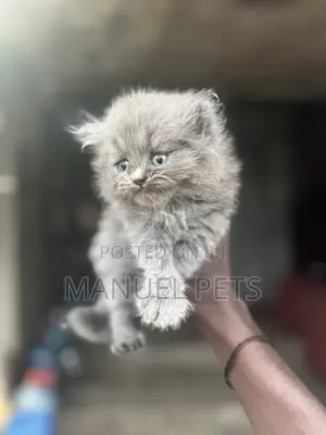 1-3 months Male Purebred Persian