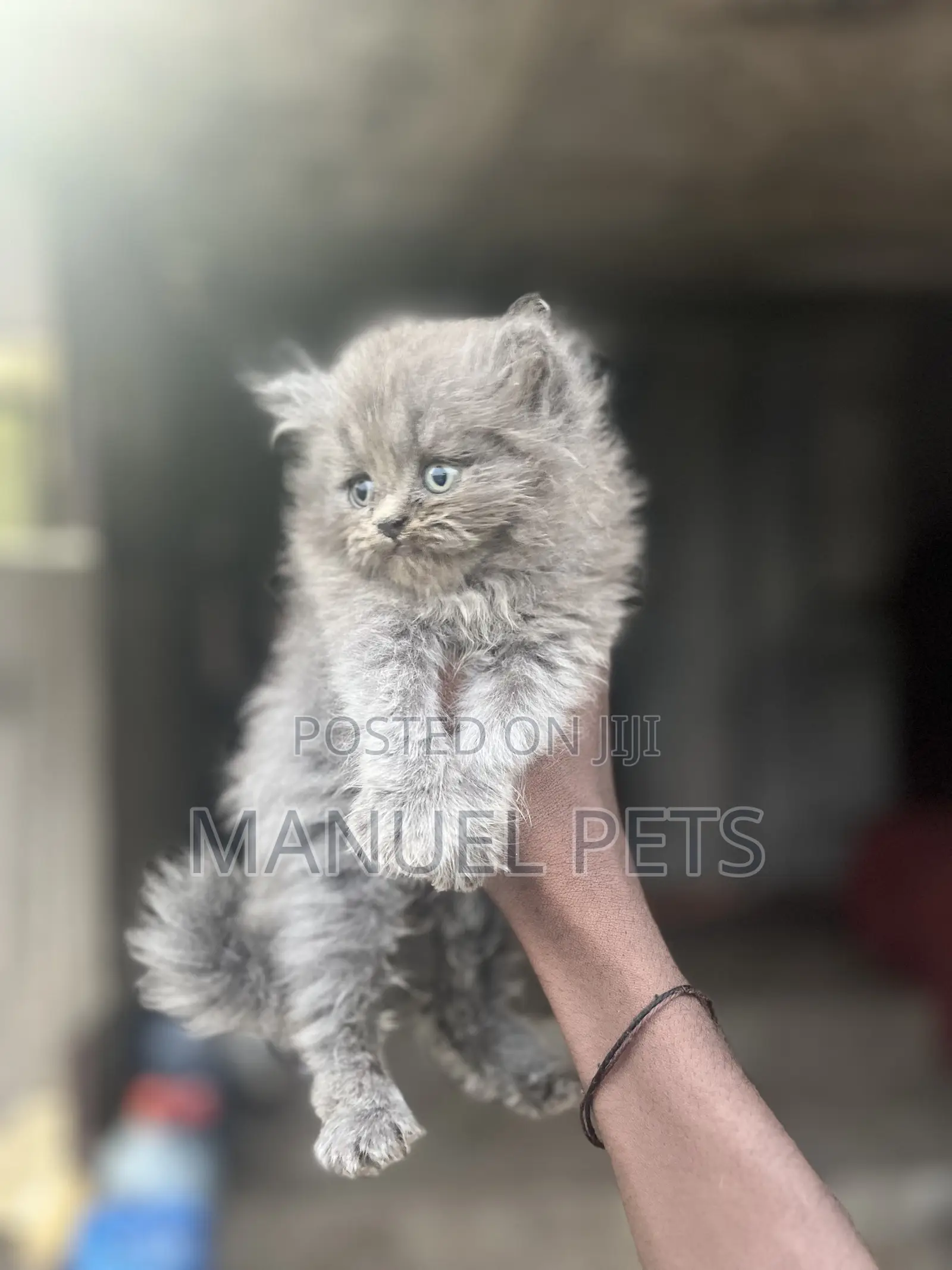 1-3 months Male Purebred Persian