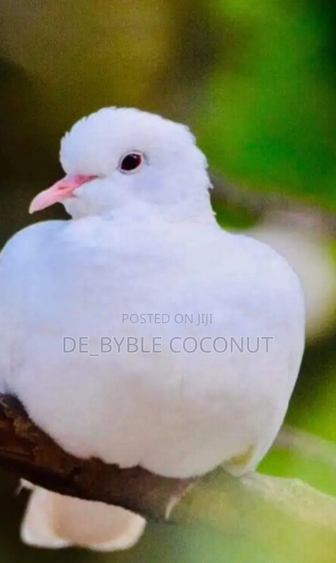 Whites Dove Eggs for Sale