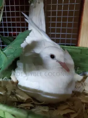 Whites Dove Eggs for Sale