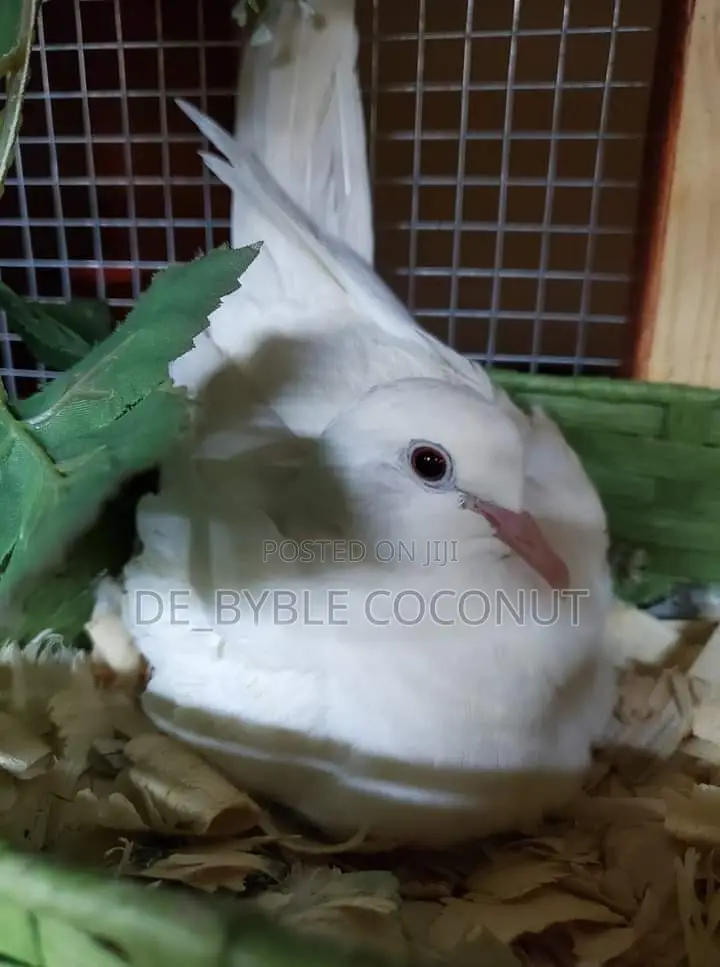 Whites Dove Eggs for Sale