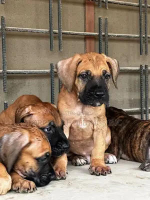 1-3 months Male Purebred Boerboel