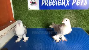 1 Pair of Lahore of Fancy Pigeons