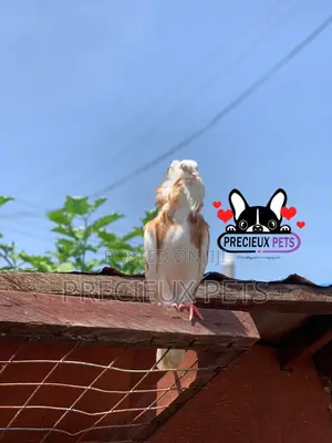 1 Pair of Jacobin Fancy Pigeons
