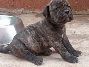 1-3 months Female Purebred Boerboel