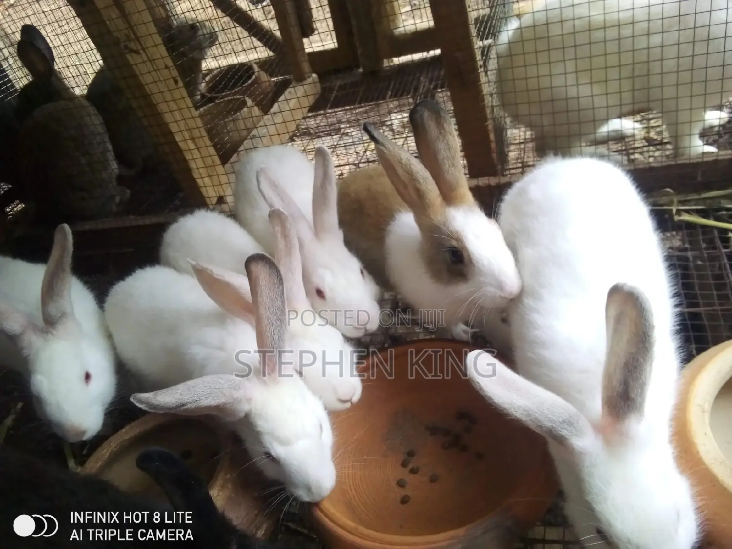 Rabbit for Sale at an Affordable Price