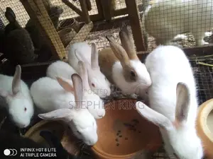 Rabbit for Sale at an Affordable Price