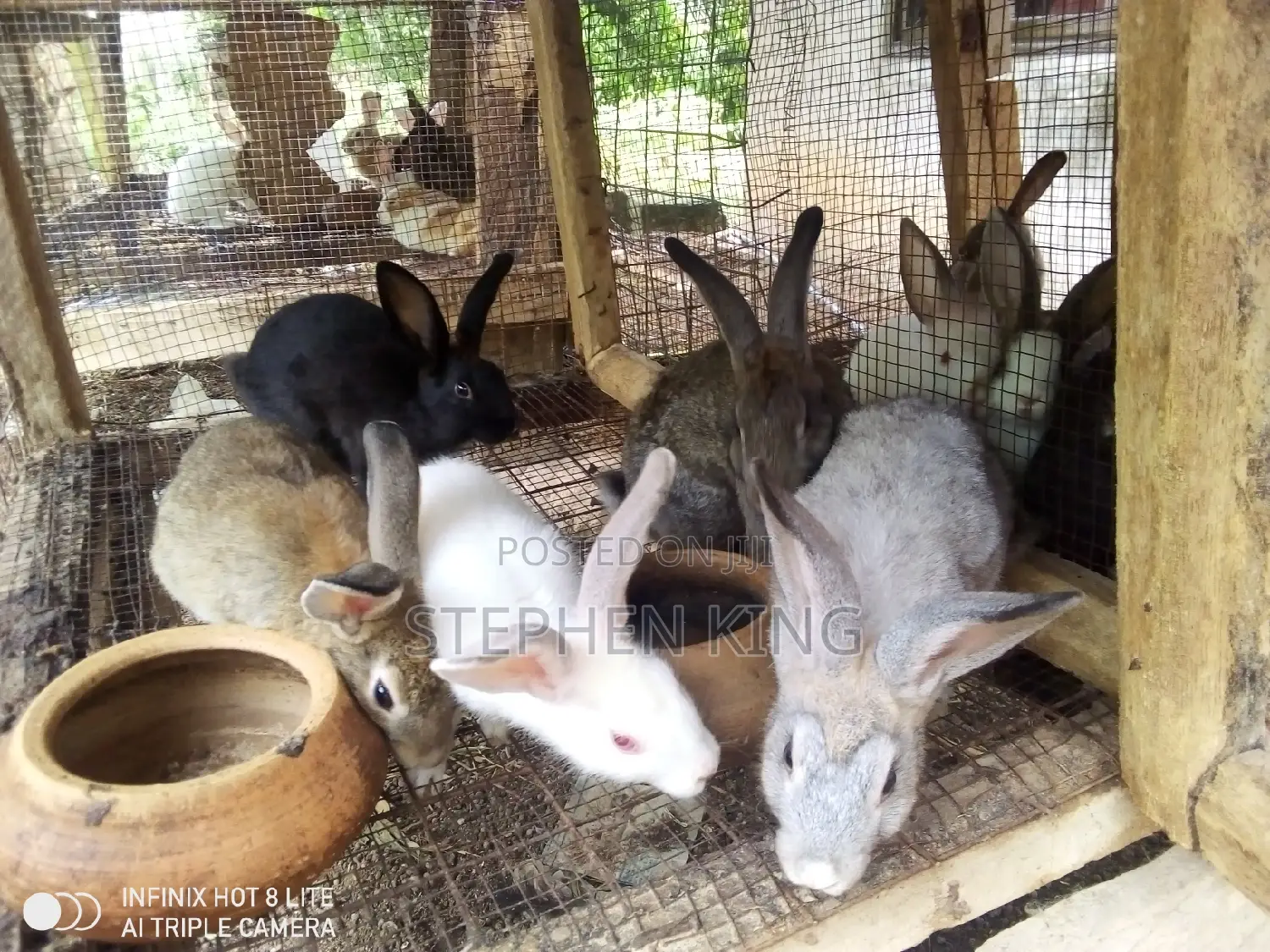 Rabbit for Sale at an Affordable Price
