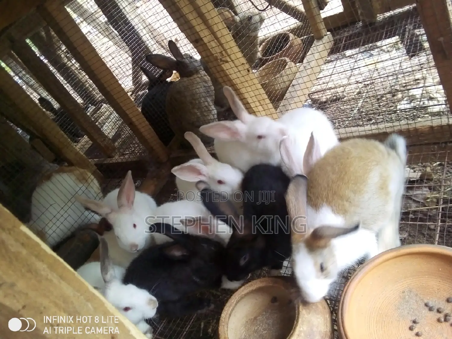 Rabbit for Sale at an Affordable Price