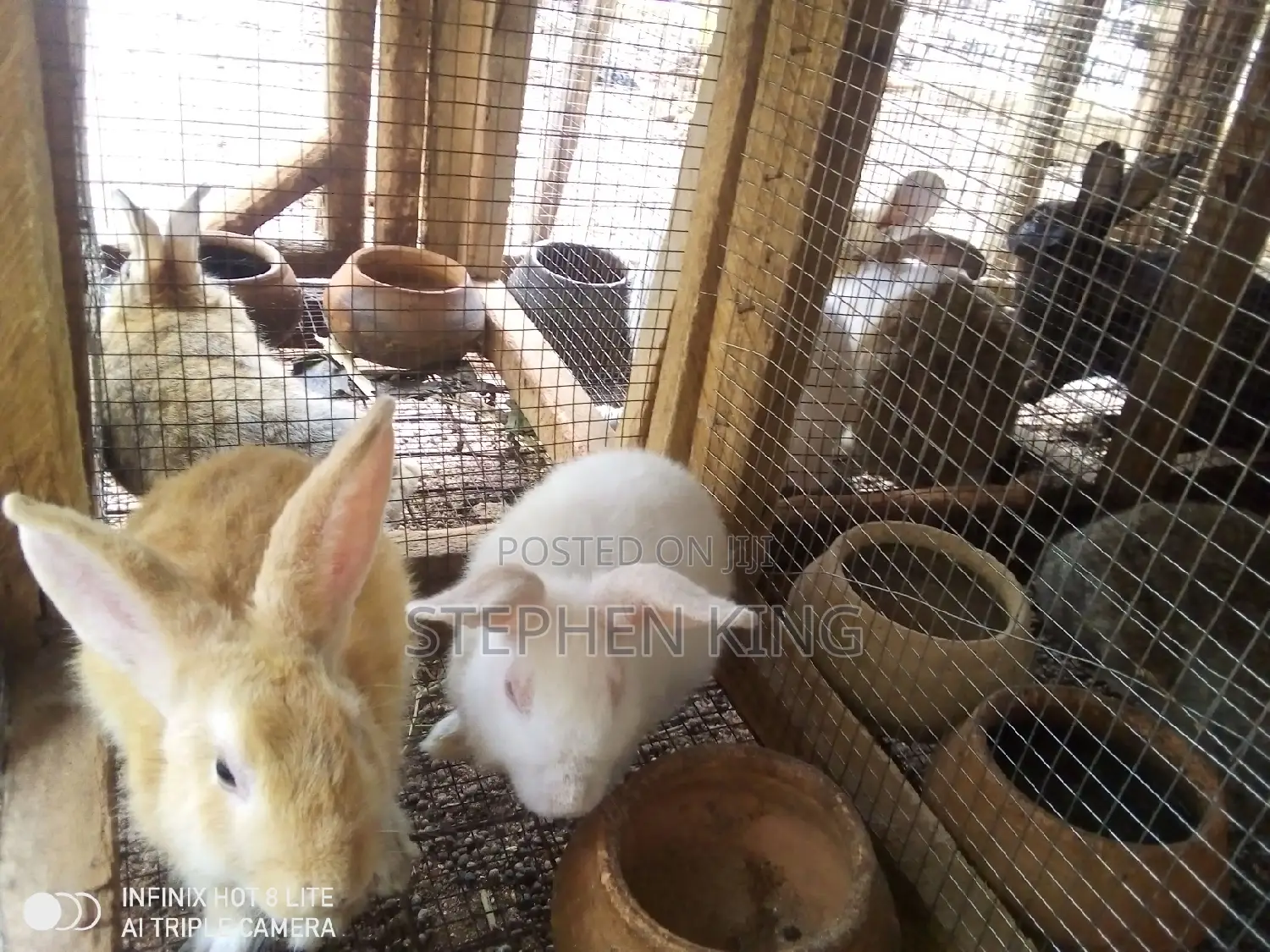 Rabbit for Sale at an Affordable Price