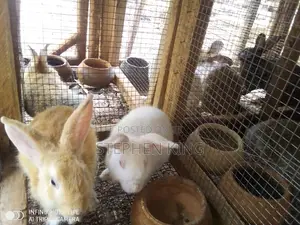 Rabbit for Sale at an Affordable Price