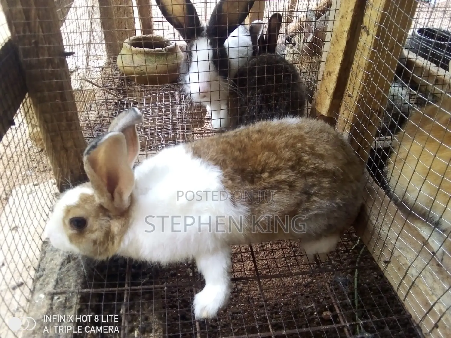 Rabbit for Sale at an Affordable Price
