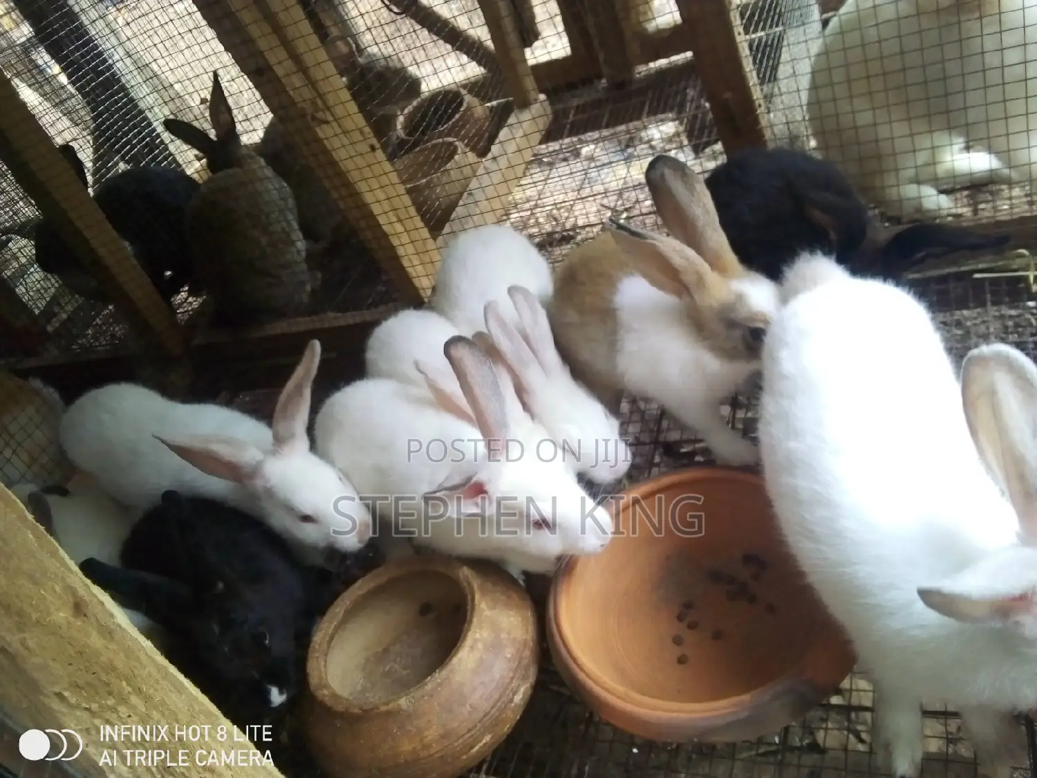 Rabbit for Sale at an Affordable Price