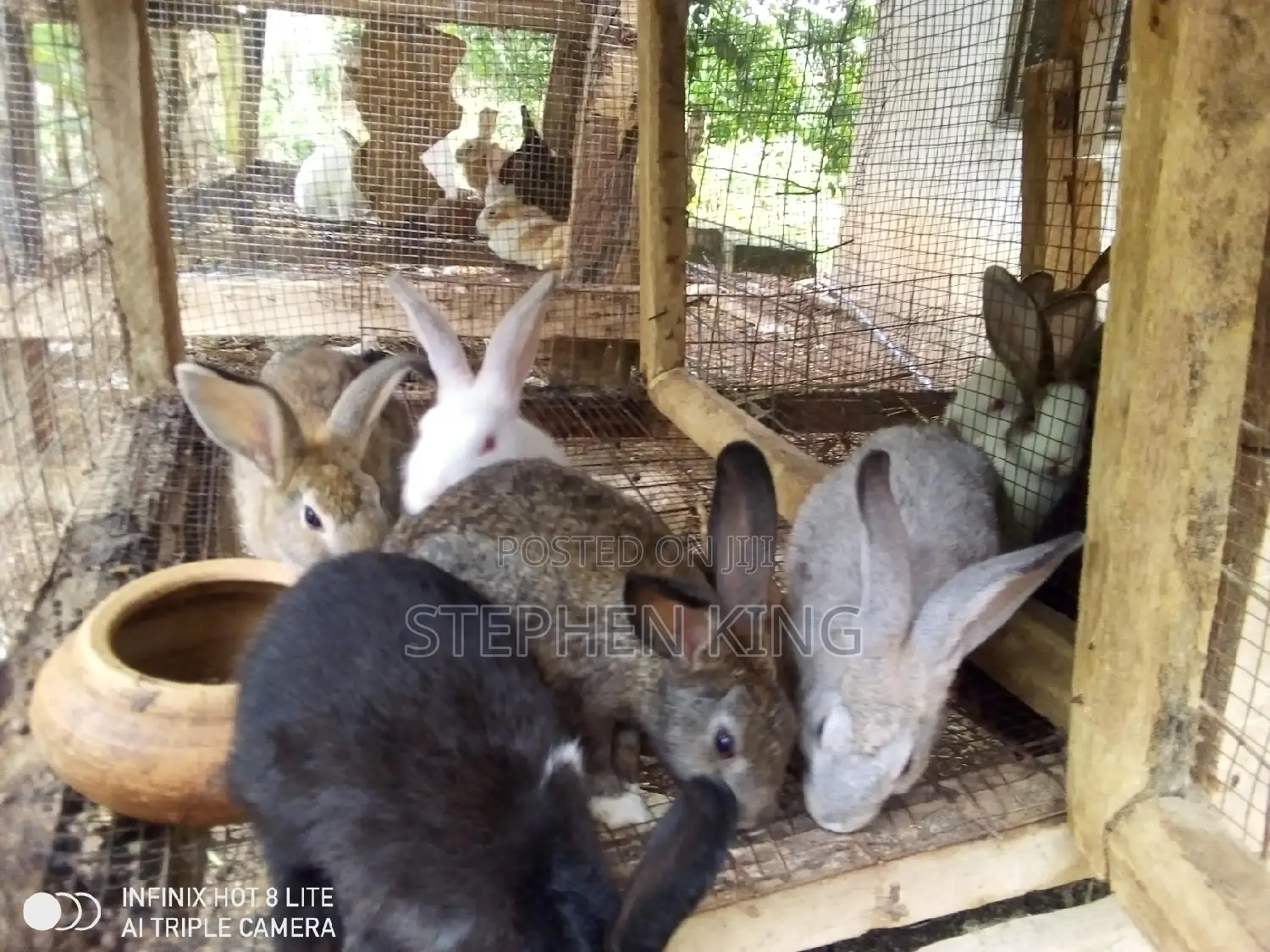 Rabbit for Sale at an Affordable Price