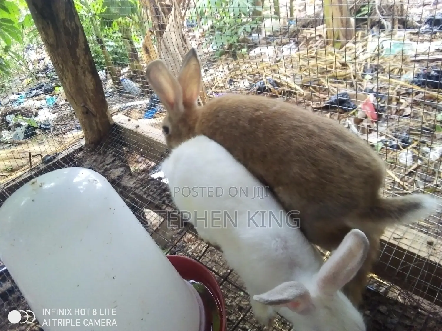 Rabbit for Sale at an Affordable Price