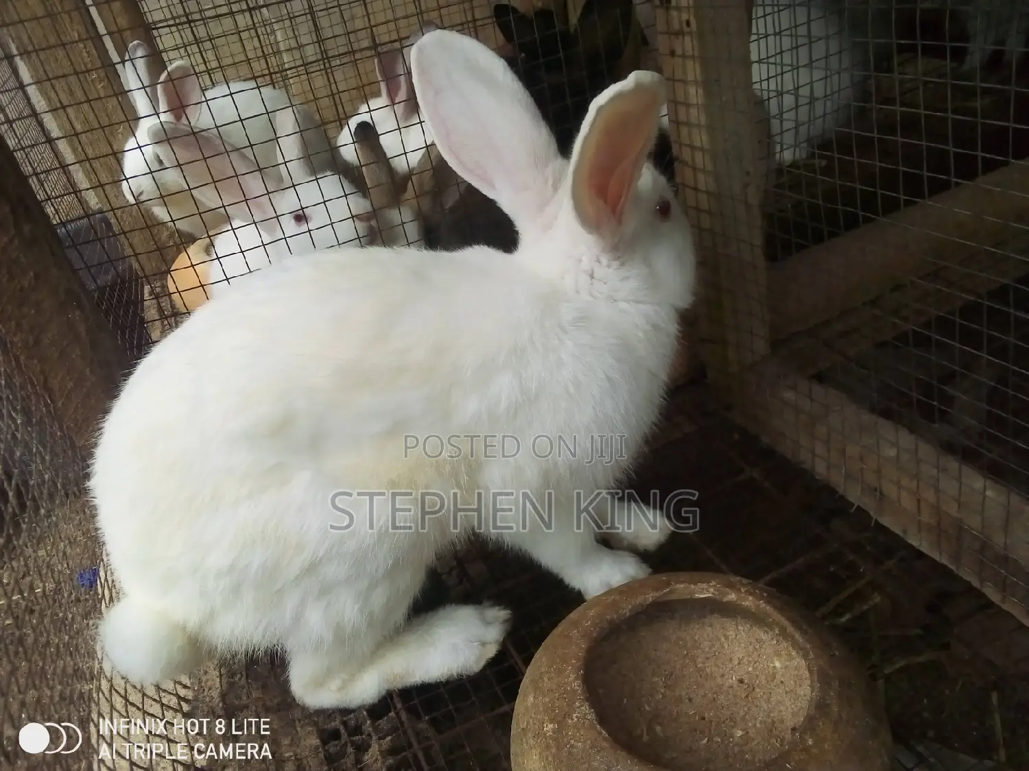 Rabbit for Sale at an Affordable Price