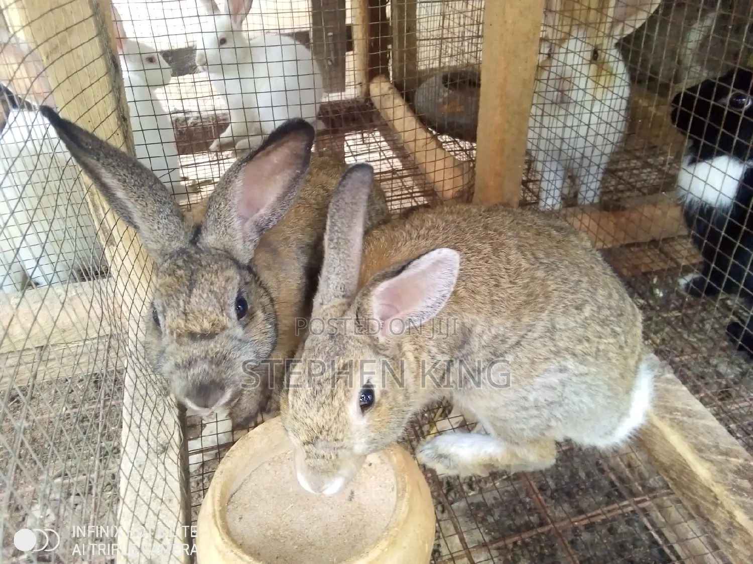 Rabbit for Sale at an Affordable Price
