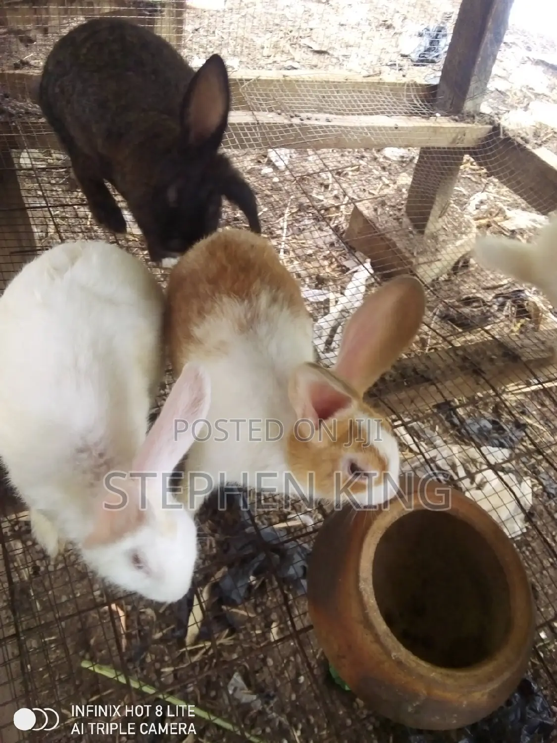 Rabbit for Sale at an Affordable Price