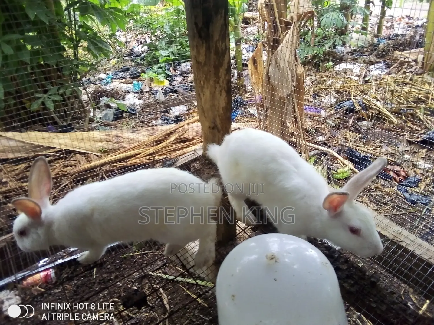 Rabbit for Sale at an Affordable Price