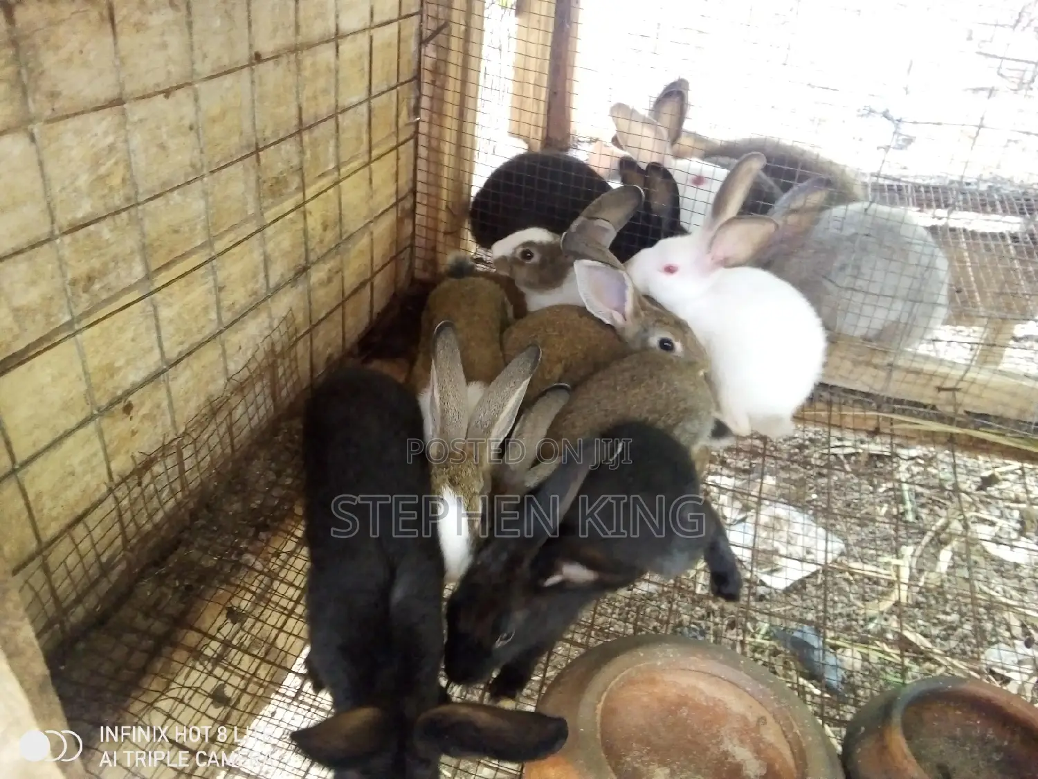 Rabbit for Sale at an Affordable Price