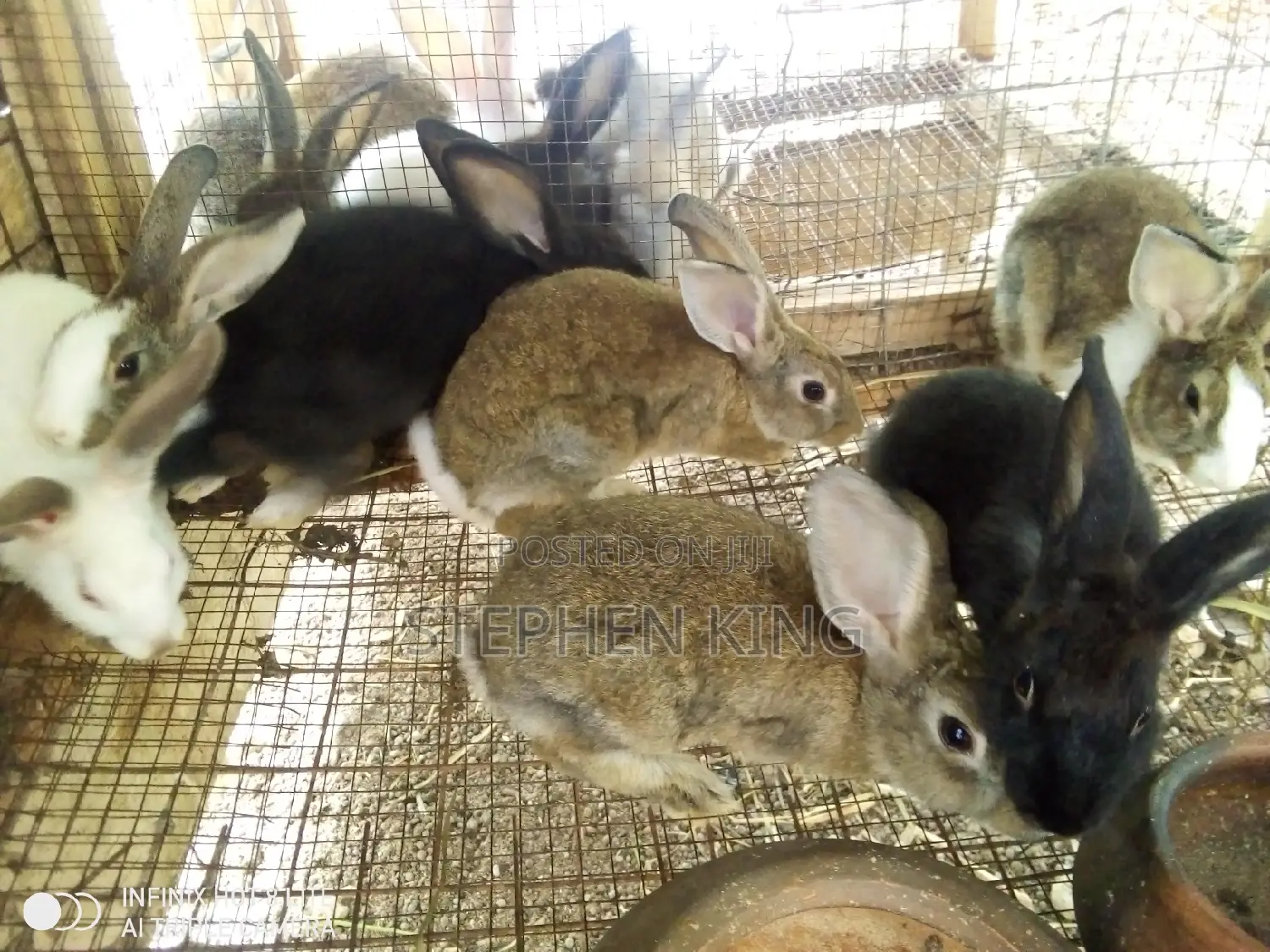Rabbit for Sale at an Affordable Price