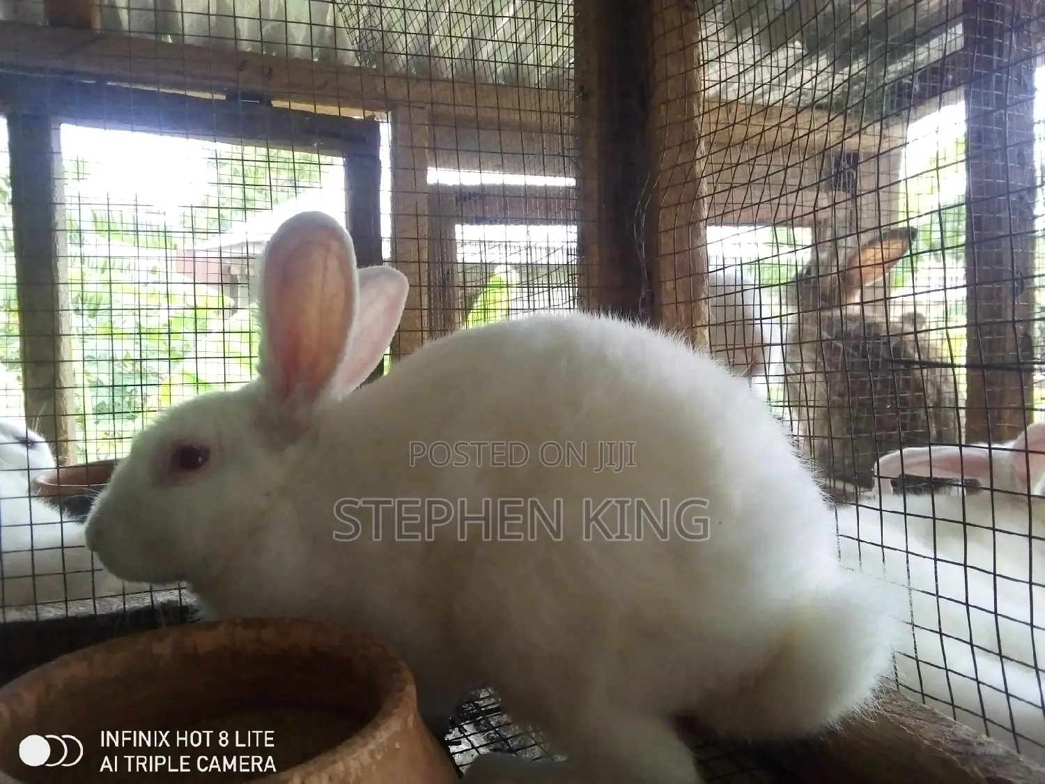 Rabbit for Sale at an Affordable Price