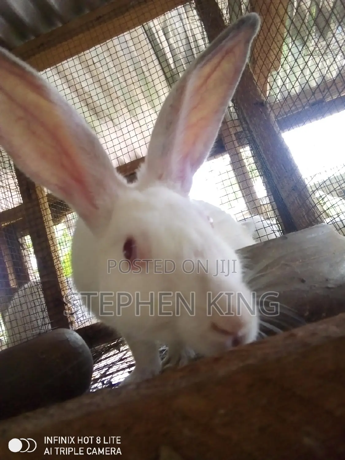 Rabbit for Sale at an Affordable Price