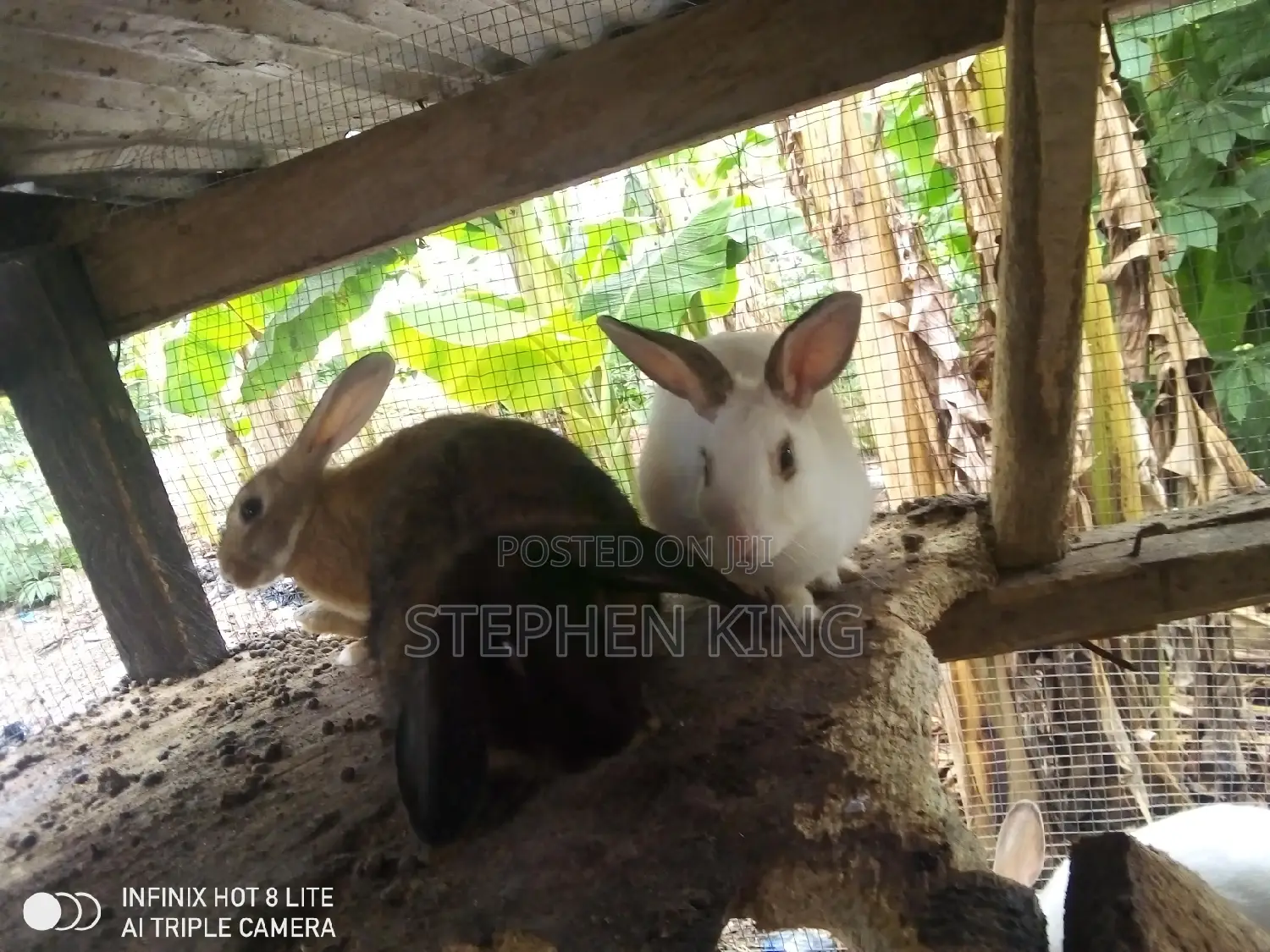 Rabbit for Sale at an Affordable Price