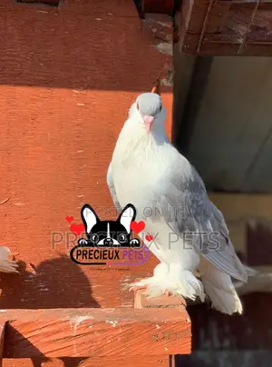 1 Pair of Silver Lahore Pigeons