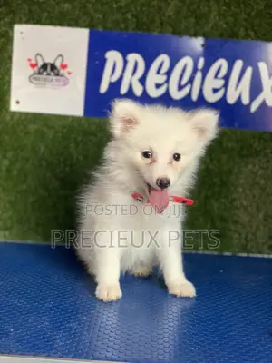 1-3 months Female Purebred American Eskimo